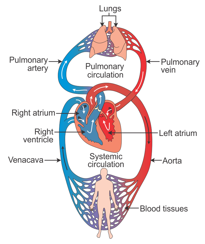 How do CPR chest compressions work