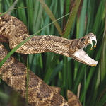 Wilderness first aid Snakebite